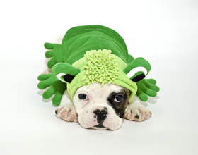Who’s the cutest on the Hill? Voting opens for cutest pets contest