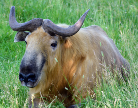 New species arrives: Sichuan takins to join Calgary Zoo