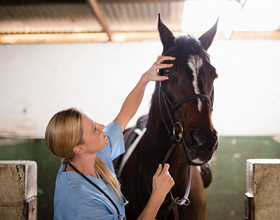 Ontario hospital welcomes first-ever Canadian equine technician conference