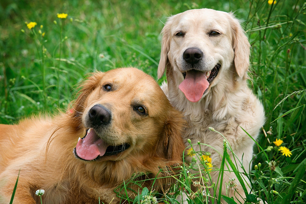 SPCA urges stronger animal protections in N.W.T.