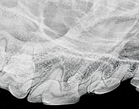 What is chevron lucency and why does it matter in veterinary imaging??