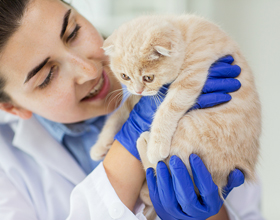 PetSmart Charities commits $18M to tackle vet care barriers