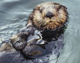 New partnership boosts sea otter rescue efforts