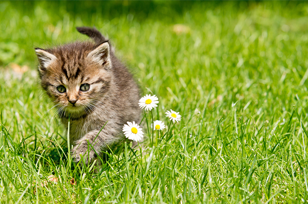 Kitten care rethink: Hill’s issues new first-year guidelines
