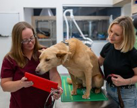 Veterinarians say AI tools help reduce burnout