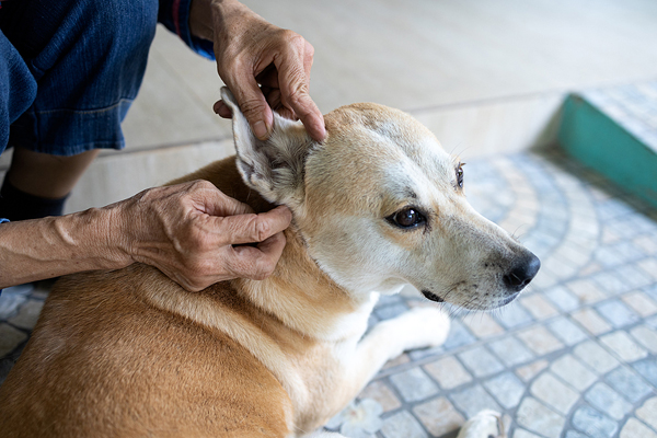 Canada sees spike in canine Lyme disease claims