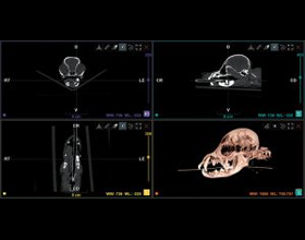 The dental is in the details: CT scan in veterinary dentistry?