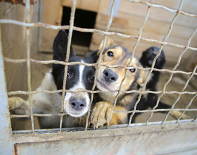 BC SPCA raises concerns over city’s decision to end animal services funding