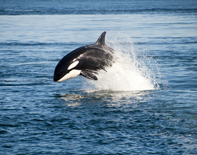 Canada boosts whale protection with $258.1M funding