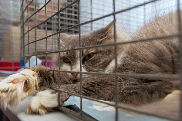 Ontario bans invasive medical research on dogs and cats under <i>Bill 75</i>