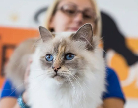 ‘Protection gap’ identified amidst rise of insured pets