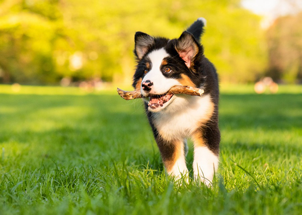 Claims data highlight seasonal risks for pets in North America