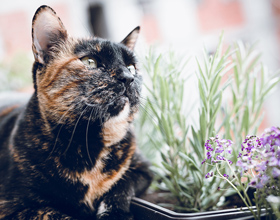 Quebec confirms first case of raccoon rabies in domestic cat