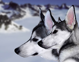 Saskatchewan First Nation to introduce $150,000 animal welfare program