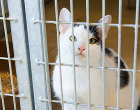 Montreal SPCA urges Quebec to ease rental rules as pet surrenders surge