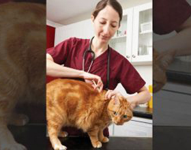 Veterinary vaccines unpacked: Research, regulations, and guidelines?