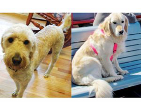 Closing the veterinary care gap