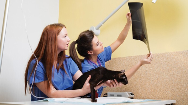 Vet tech associations launch national collaborative