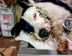 Stop the scratch: Managing canine and feline pruritus?