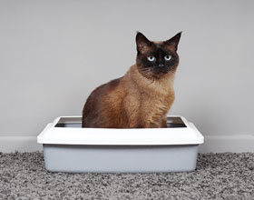 Study explores home monitoring for earlier detection of feline CKD