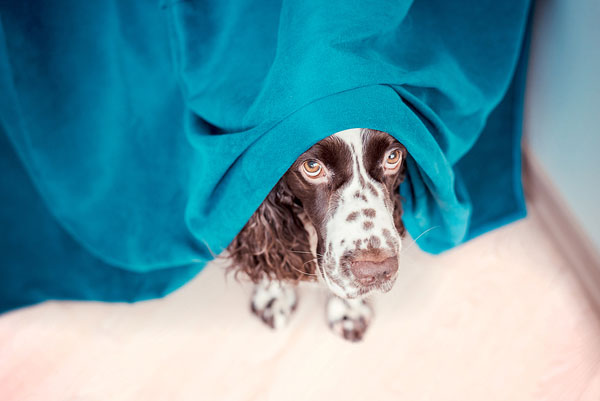 Pet anxiety claims rise across Canada, data show
