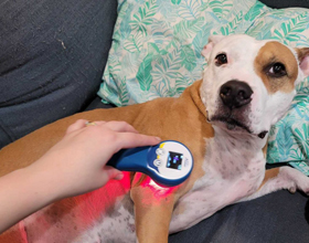 Renting lasers to geriatric pet owners can boost compliance