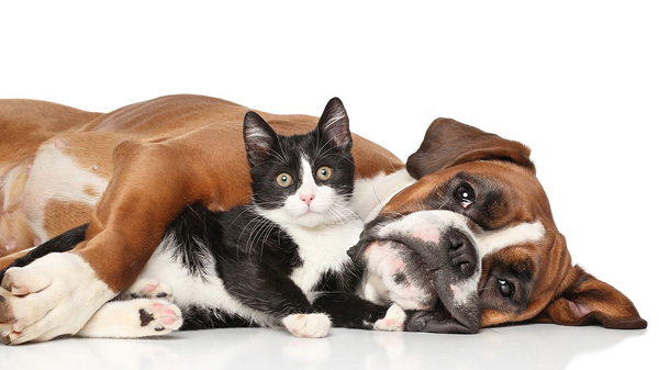 New in-clinic test aims to improve cardiac assessment in dogs and cats
