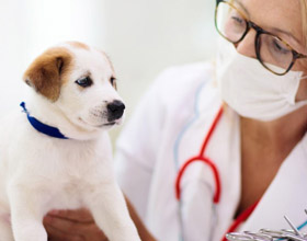 Parvo outbreak prompts vaccination warning for P.E.I. dogs