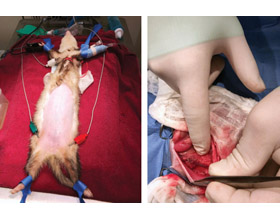 Case summary: Disseminated idiopathic myofasciitis (DIM) in a ferret