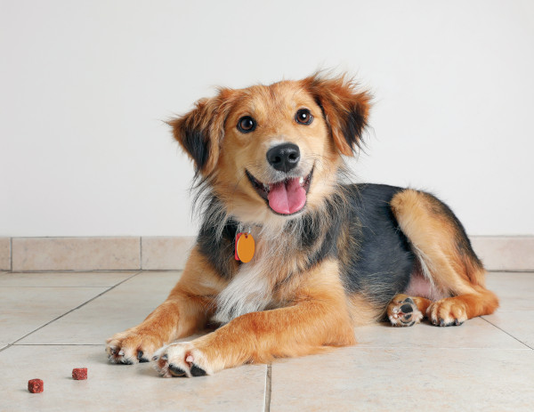 A dog looking towards the camera while it waits to eat the food in front of it.