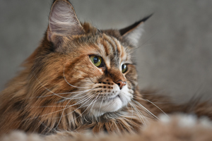 Feline ventricular hypertrophy med OK-ed by FDA