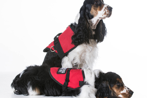 Bill aims to make pet care accessible