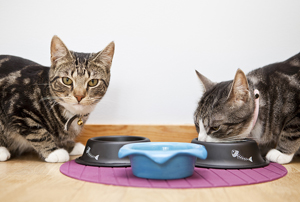 New cases of bird flu in cats linked to raw pet food