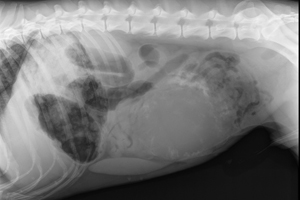 Can you solve this puzzle?