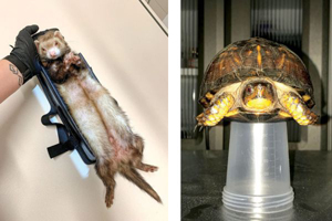 26 taming tips to restrain and X-ray exotics