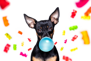 Your essential guide to xylitol poisoning in dogs