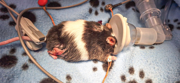 A vet tech's take on how technology transforms exotic pet care