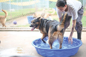 Rescue animals aid in ER care