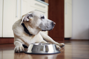 Study evaluates impact of 'fresh, human-grade' food on senior dog health