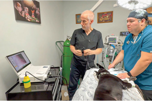 Performing an endoscopy in the BOAS patient