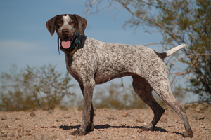 FDA issues EUA for drug to treat New World Screwworm in dogs