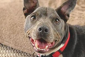 How artificial intelligence can enhance diagnostic confidence