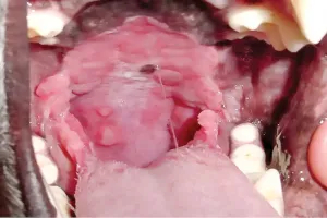 What's all the chatter about? A primer on jaw‑opening reflex in dogs and cats