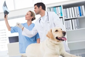 Diagnosis is key to treating canine osteoarthritis