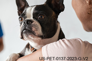 Slow Down MMVD in Dogs