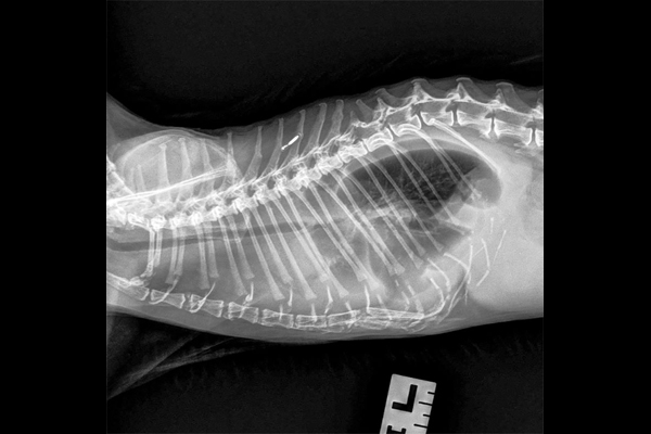 Can you solve this puzzle?