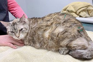 To fix pain, don't forget the fascia