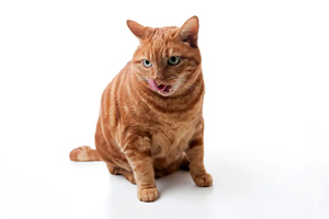 Awareness campaign highlights the risks of feline obesity
