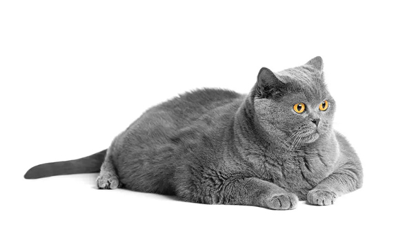 Clinical trial evaluates GLP-1 for regulating feline appetite