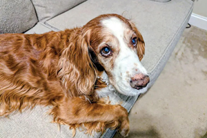 Nutrition management in aging pets